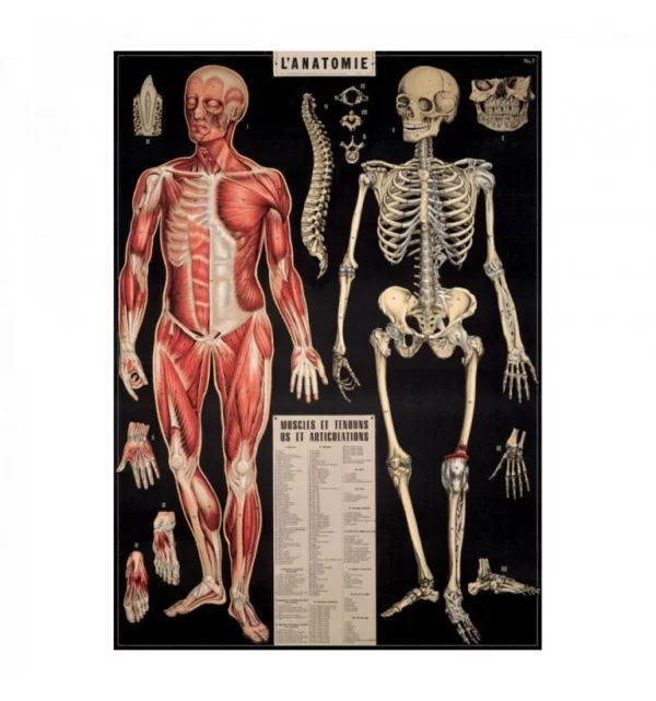 Affiche Anatomie - Cavallini