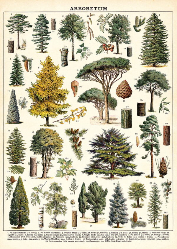 Affiche Arboretum - Cavallini