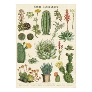 Affiche Cactus et succulentes