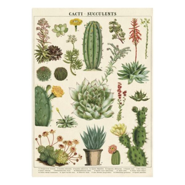 Affiche Cactus et succulentes