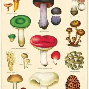 Affiche champignons - Cavallini