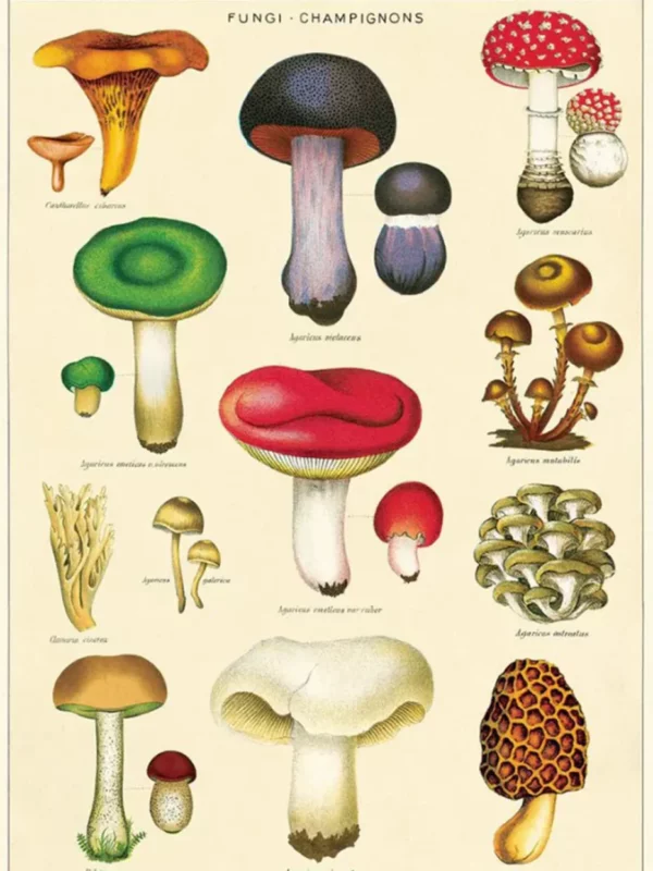 Affiche champignons - Cavallini