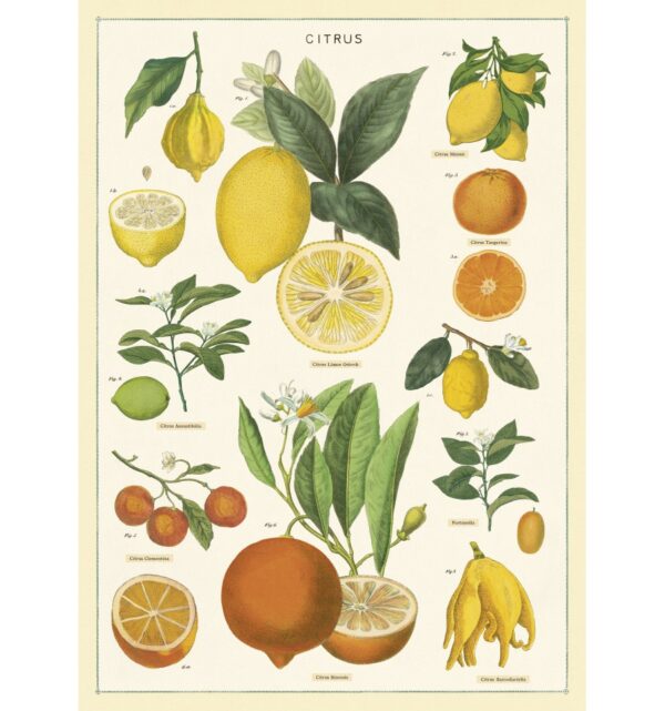 Affiche Citrus - Cavallini