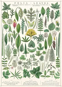 Affiche feuilles - Cavallini