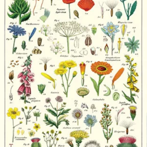 Affiche Fleurs sauvages - Cavallini