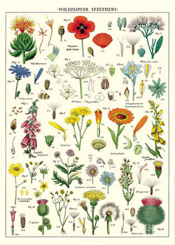 Affiche Fleurs sauvages - Cavallini