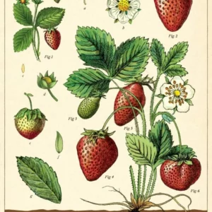 Affiche fraisiers - Cavallini
