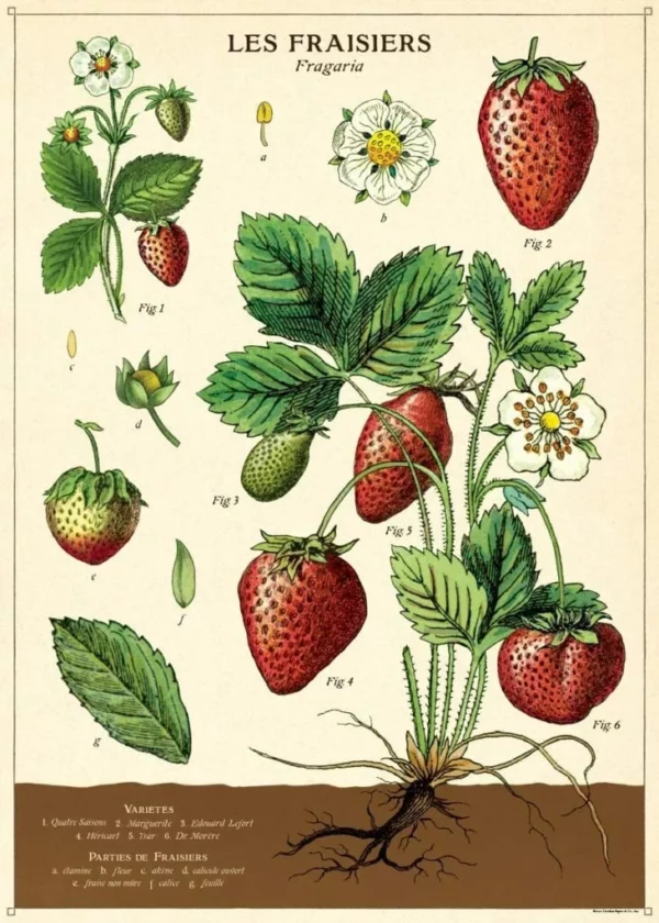 Affiche fraisiers - Cavallini