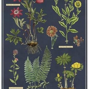 Affiche herbier - Cavallini