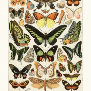 Affiche Papillons - Cavallini