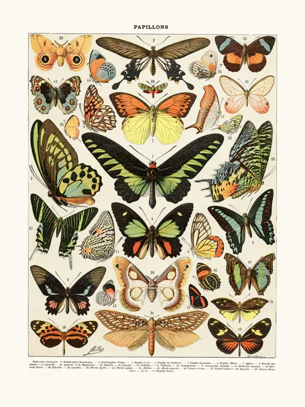 Affiche Papillons - Cavallini