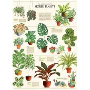 Affiche Plantes d'intérieur - Cavallini